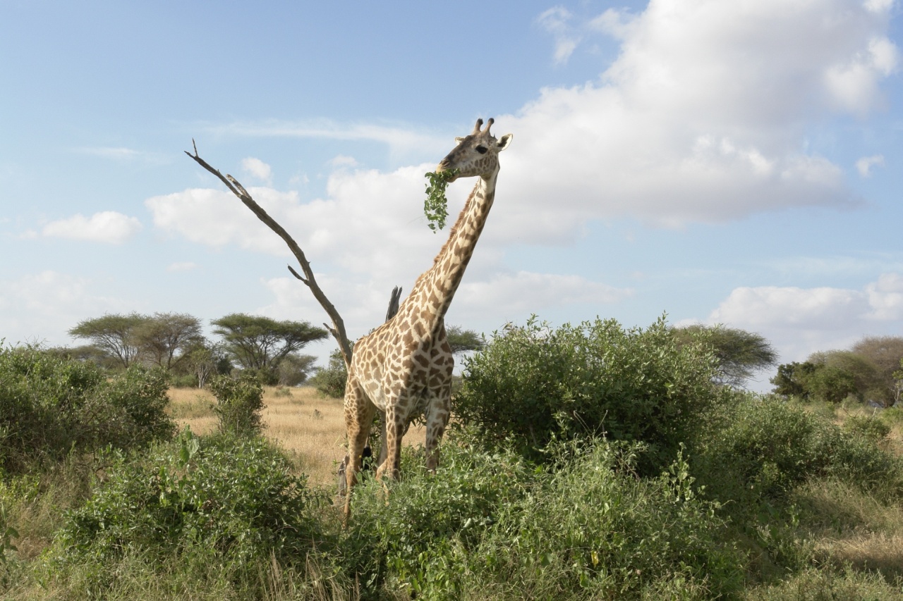 Giraffe in weiter Landschaft